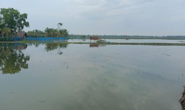 বাগেরহাটে অতিবৃষ্টিতে চিংড়ি চাষে ক্ষতির শঙ্কা 