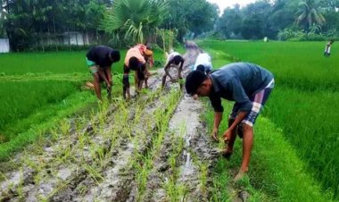 দীর্ঘ দিনেও পাকা না করায় রাস্তায় ধানের চারা লাগালেন গ্রামবাসী