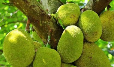 লালবাগে কাঁঠাল পাড়তে গিয়ে গাছ থেকে পড়ে পরিচ্ছন্নতাকর্মীর মৃত্যু