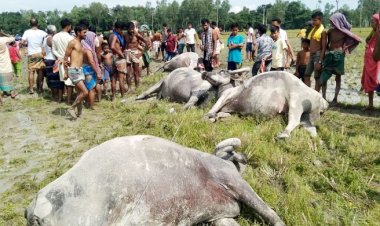 পল্লী বিদ্যুতের অপরিকল্পিত সংযোগে প্রাণ গেলো ৬ মহিষসহ মালিকের
