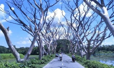 সাতক্ষীরা-আশাশুনি সড়কের মরা গাছ যেন মরণফাঁদ!