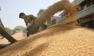 রাশিয়ার যে হুমকিতে বিশ্বজুড়ে বেড়ে গেল গমের দাম