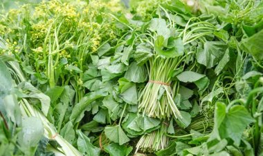 ৫ নিয়ম মানলে বর্ষাকালেও নির্ভয়ে খেতে পারেন শাকপাতা