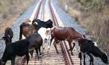  ৮টি ছাগলসহ ট্রেনে কাটা পড়ে প্রাণ গেল বৃদ্ধার 