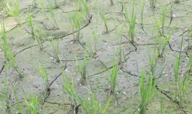 শ্রাবণের ‘খরায়’ পুড়ছে কৃষকের কপাল