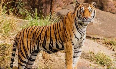 বিশ্বের ৭৫ শতাংশ বাঘের বাস এখন ভারতে, বেড়েছে নেপাল-ভুটানেও