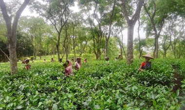 খরচে অনিয়ম, কাজ শেষেও জমা দেওয়া হয়নি পিকআপ