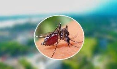  বরিশালে একদিনে ডেঙ্গুতে আক্রান্ত ২৯৪ জন