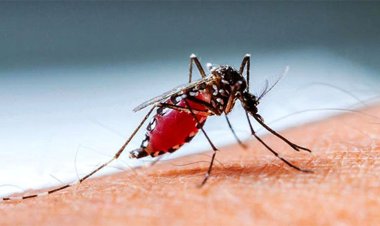  চট্টগ্রামে একদিনে ডেঙ্গু আক্রান্ত ১০০