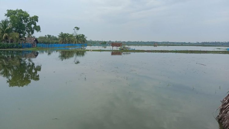 বাগেরহাটে অতিবৃষ্টিতে চিংড়ি চাষে ক্ষতির শঙ্কা