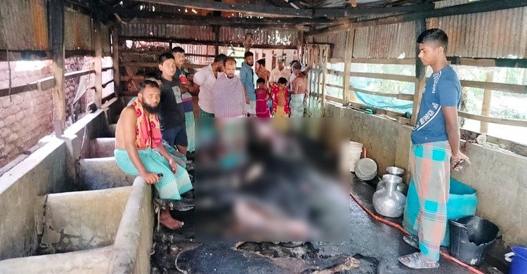 দুর্বৃত্তের আগুনে পুড়লো চার গরু, দগ্ধ খামারি