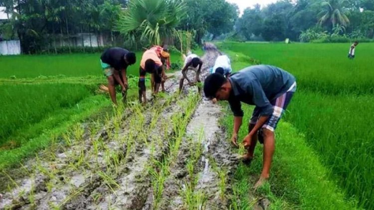 দীর্ঘ দিনেও পাকা না করায় রাস্তায় ধানের চারা লাগালেন গ্রামবাসী