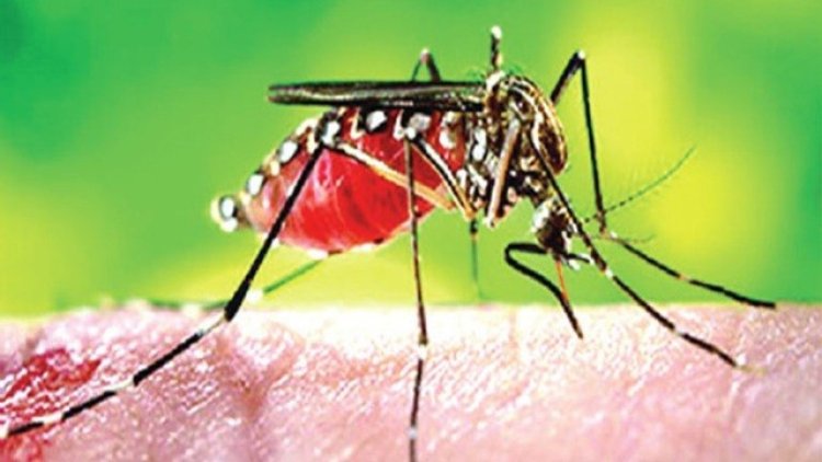 নেত্রকোণায় বাড়ছে ডেঙ্গু রোগী, শনাক্ত ১৮