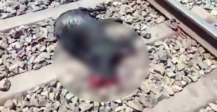 ছাগল বাঁচাতে গিয়ে ট্রেনে কাটা পড়লো বৃদ্ধা
