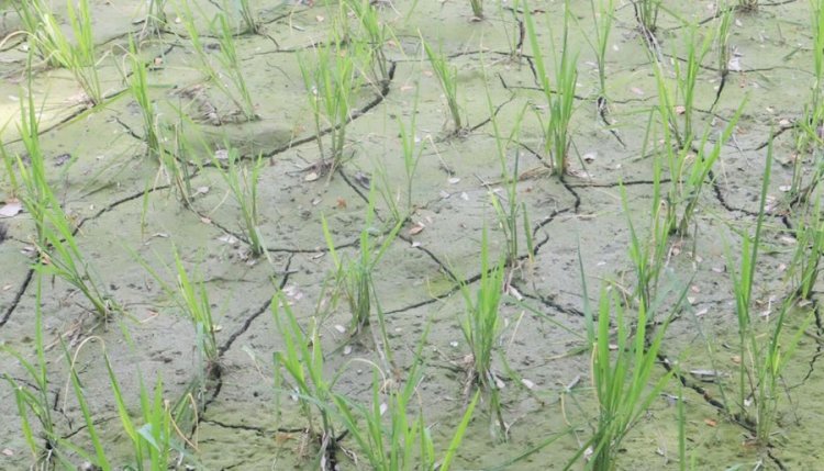 শ্রাবণের ‘খরায়’ পুড়ছে কৃষকের কপাল
