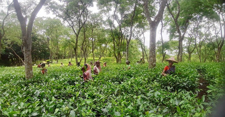 খরচে অনিয়ম, কাজ শেষেও জমা দেওয়া হয়নি পিকআপ