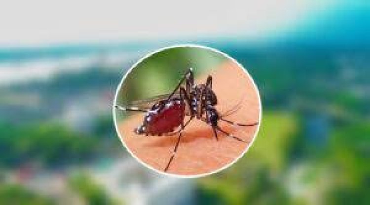 বরিশালে একদিনে ডেঙ্গুতে আক্রান্ত ২৯৪ জন