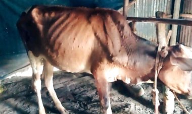 টাঙ্গাইলে লাম্পি রোগে মরছে গরু, দিশেহারা খামারি