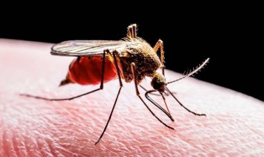  নোয়াখালীতে ডেঙ্গুতে প্রথম মৃত্যু, নতুন আক্রান্ত ২৮