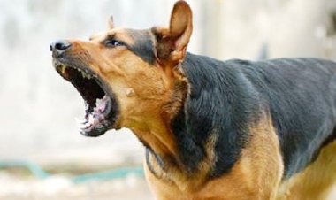 ফেনীতে কুকুরের কামড়ে নারী-শিশুসহ আহত ৩০