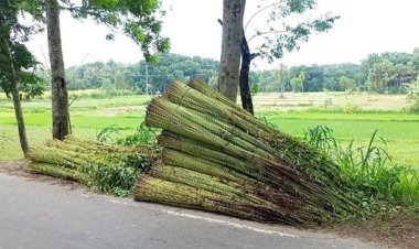 পানির অভাবে পাট নিয়ে বিপাকে ব্রাহ্মণবাড়িয়ার কৃষকেরা
