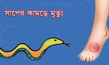  গাইবান্ধায় সাপের কামড়ে গৃহবধূর মৃত্যু