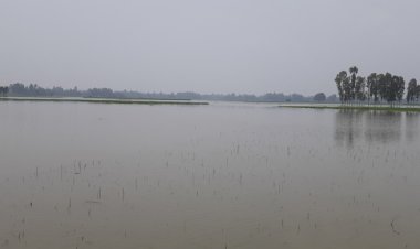 ৭ দিন ধরে পানির নিচে কয়েক হাজার বিঘা জমির ধান