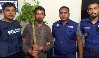 গৌরনদীতে গাঁজার গাছসহ চাষি গ্রেপ্তার