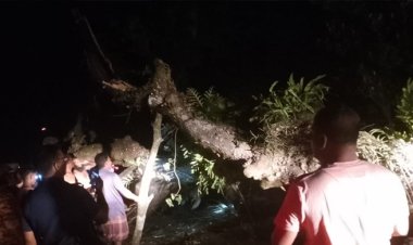 কাভার্ডভ্যানের ধাক্কায় গাছের ডাল ভেঙে বাসের ছাদে, নিহত ২