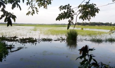 পানিতে ডুবছে ফসল, স্লুইসগেট খুলে দেওয়ার আবেদন