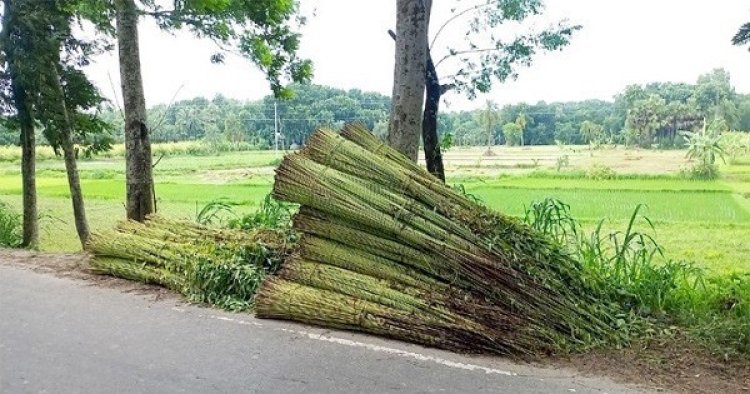 পানির অভাবে পাট নিয়ে বিপাকে ব্রাহ্মণবাড়িয়ার কৃষকেরা