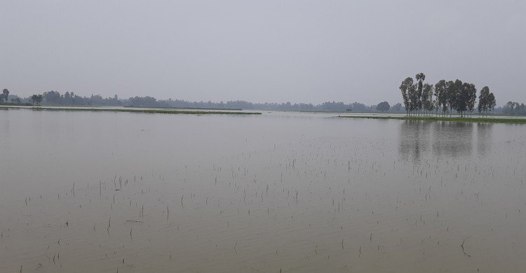 ৭ দিন ধরে পানির নিচে কয়েক হাজার বিঘা জমির ধান