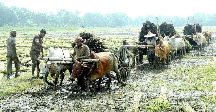 বাম্পার ফলনের পাট জাগ দেওয়া নিয়ে দুশ্চিন্তা
