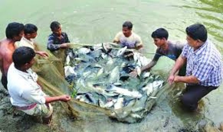 মাছ চাষ শিখতে বিদেশ যাবেন ১০০ কর্মকর্তা, ৭ কোটি টাকার ব্যয়প্রস্তাব