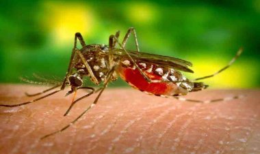 ডেঙ্গুতে আরও ১২ প্রাণহানি, হাসপাতালে ভর্তি ২৮২৩