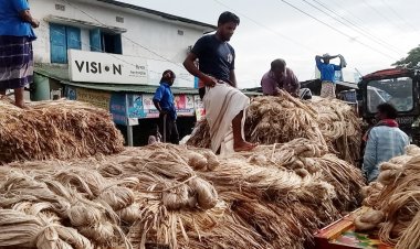  কমেই চলেছে পাটের দাম, সিন্ডিকেটের দখলে হাট