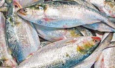 ১৫ বছরে খুলনায় ইলিশ আহরণ বেড়েছে ২২ গুণ