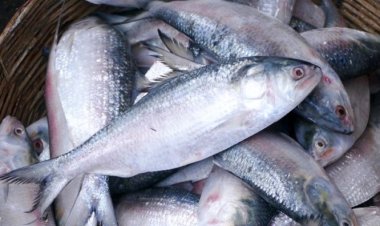 ঝাঁকে ঝাঁকে ধরা পড়লেও গরিবের পাতে নেই ইলিশ