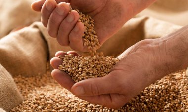 বিশ্বে খাদ্যের দাম দুই বছরের মধ্যে সর্বনিম্ন