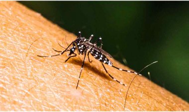  ডেঙ্গুতে ১৪ জনের মৃত্যু, হাসপাতালে ২৯৯৩