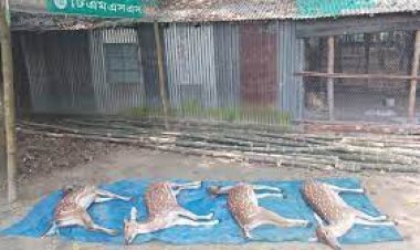  টিএমএসএসের ‘অভয়ারণ্যের’ জন্য কেনা ৫ হরিণের মধ্যে মারা গেল ৪টি
