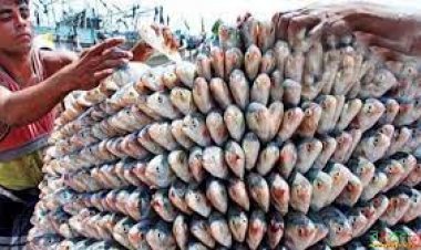 বাংলাদেশের কাছে পাঁচ হাজার টন ইলিশ চায় ভারত