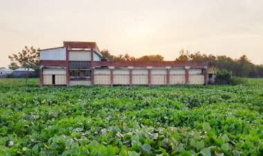 বিদ্যালয়ের চারপাশে কচুরিপানা-মেঝেতে পানি, বন্ধ পাঠদান