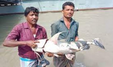 পদ্মার এক পাঙাশ সাড়ে ২৫ হাজারে বিক্রি