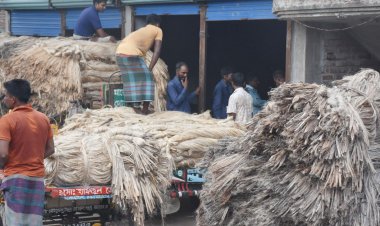 এক মণ পাট বিক্রি করেও মিলছে না এক কেজি ইলিশ