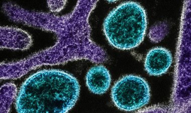 নিপাহ ভাইরাসে মৃত্যুর হার ৭০ শতাংশ: আইসিএমআর