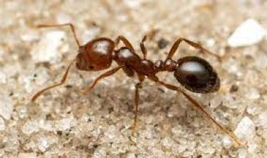 ইউরোপজুড়ে ছড়িয়ে পড়তে পারে ভয়ংকর অগ্নিপিঁপড়া : গবেষণা