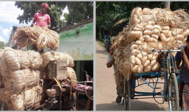 পুঁজি হারানোর শঙ্কায় পাটচাষিরা