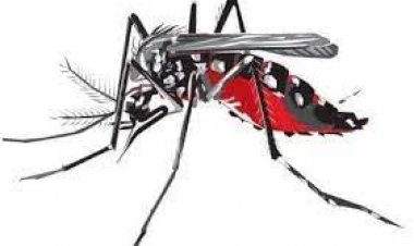 ডেঙ্গু: একদিনে ২১ জনের প্রাণহানি