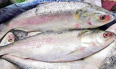 সাধারণ মানুষের নাগালের বাইরে ইলিশ